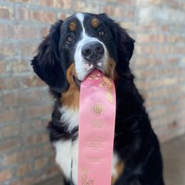 Bernese Mountain Dogs from Gusto Bernese Mountain Dogs