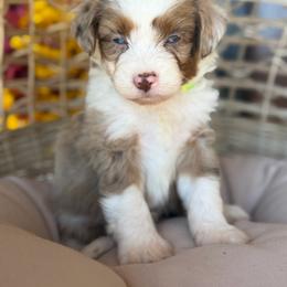 Corduroy - Red merle male Aussiedoodle puppy in Grinnell, Iowa from Rural Iowa Aussies & Doodles