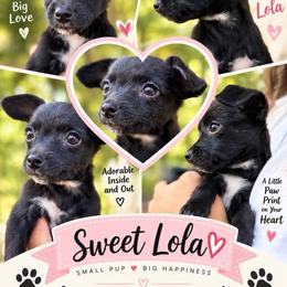 Lola - Black female Yorkipoo puppy in Chattanooga, Tennessee from Joyfull Pals