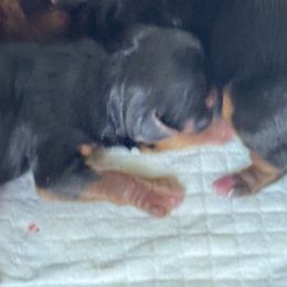 Hebrew - Blue and gold male Yorkshire Terrier puppy in Waianae, Hawaii from Makanalani Yorkies and Iggys