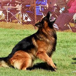 German Shepherds from Vom Ursi