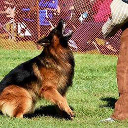 German Shepherds from Vom Ursi