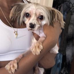 Milo - Parti male Yorkshire Terrier puppy in Columbia, Maryland from Colorful Yorkies