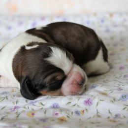 Bluebell - Tri-Roan female English Springer Spaniel puppy in Winfield, Tennessee from Murphy Farms and Springers