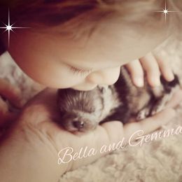 Pomeranian Puppies from Glitzypoms