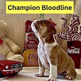 Astraea - Red and white female Bulldog puppy in Tremonton, Utah from Snuggle Pups