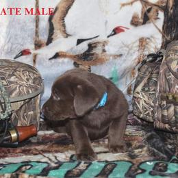 Labrador Retriever Puppies from Copper Creek Outfitters and Kennel