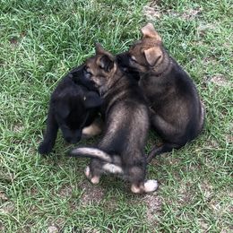 German Shepherd Puppies from Guamany K9 Vomhaus