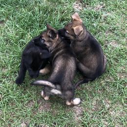 German Shepherd Puppies from Guamany K9 Vomhaus