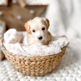 Cashew - Cream male Goldendoodle puppy in Springville, Utah from Happy Doodle