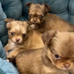 Chihuahuas from LeAnn’s Chihuahuas