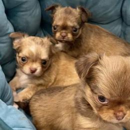 Chihuahuas from LeAnn’s Chihuahuas