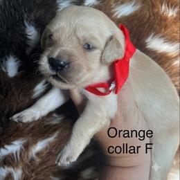 Orange collar - Golden female Golden Retriever puppy in Jesup, Georgia from Painted Platinum Retrievers (Painted Platinum Kennel) PPK