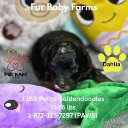 Dahlia - Merle female Goldendoodle puppy in Michigan from Fur Baby Farms