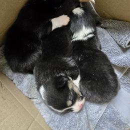 Pembroke Welsh Corgi Puppies from P2 Corgis