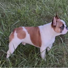 Wally - White and fawn male French Bulldog puppy in Blaine, Tennessee from Luvafrenchbulldog