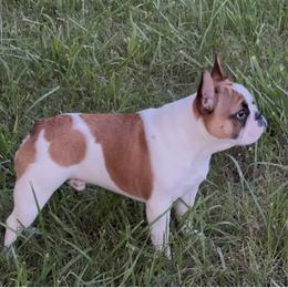 Wally - White and fawn male French Bulldog puppy in Blaine, Tennessee from Luvafrenchbulldog