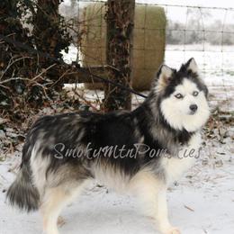 Katniss - Pomsky
