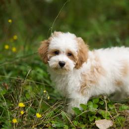 Moonstone - Parti male Maltipoo puppy in Deming, Washington from Heavenly Puppies to Love