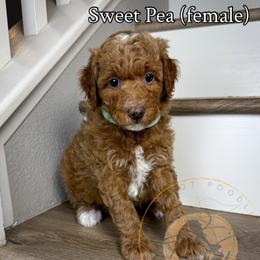 Sweet Pea - Red  female Goldendoodle puppy in Murrieta, California from Apricot Poodles & Goldendoodles, LLC