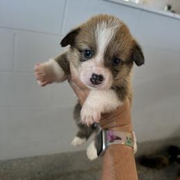 Red and white girl 2 - Red female Pembroke Welsh Corgi puppy in Ocala, Florida from Rivermont Farm
