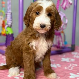 Kiss - Red  female Goldendoodle puppy in Yuciapa, California from AlltheDoodlez_