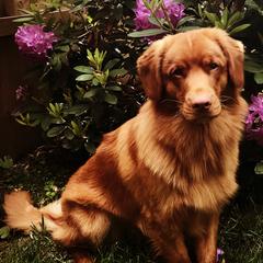 Nova Scotia Duck Tolling Retrievers from Sardonyx Canines