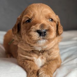 Green - Caramel red male Australian Labradoodle puppy in Auburn, Washington from West Valley Labradoodles