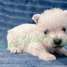 Orange - White male West Highland White Terrier puppy in Cleveland Tx, Texas from Pixie Hollow Westies