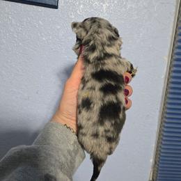 Boy 1 - Blue merle male Toy Australian Shepherd puppy in Lubbock, Texas from Texas Bluebonnet Herders