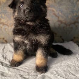 Grey collar boy - Black and red male German Shepherd puppy in Coleta, Illinois from Four Leaf Farm- Vom Vierblättriges Bauernhof