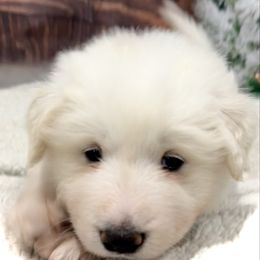 LACEY Lt Blue collar female - White female Great Pyrenees puppy in Fair Grove, Missouri from Allen Wags & Woolies
