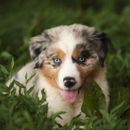 Aussiedoodles, Australian Shepherds, Bernedoodles, Cockapoos, and Pembroke Welsh Corgis from Red Barn Rascals