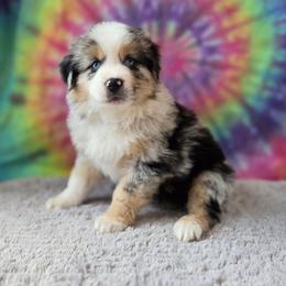 Zeus - Blue merle male Miniature Australian Shepherd puppy in Church Hill, Tennessee from Hippie Dog Haven