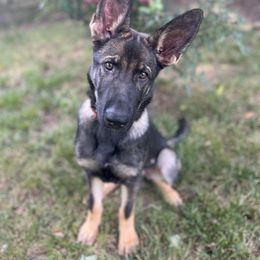 German Shepherd Puppies from Paws Of Germany