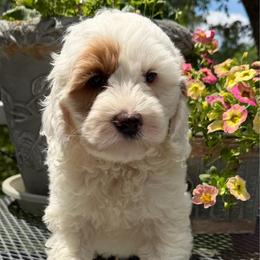 Maine - Chalk male Australian Labradoodle puppy in Washington, North Carolina from Pamlico Labradoodles
