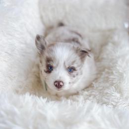Penne - Merle female Pomsky puppy in Cleveland, Ohio from Lake Point Pomskies