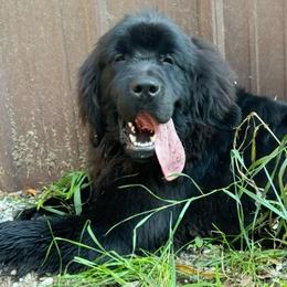 Big John OFA - Black male Newfoundland puppy in Falmouth, Michigan from Dyer Lake Newfoundland’s