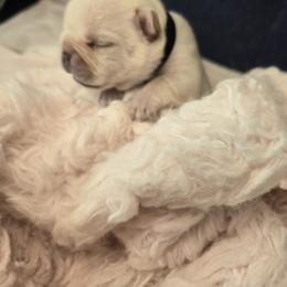 French Bulldog Puppies from Diamond Dreams French Bulldogs