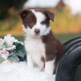 Reverie - White and red male Border Collie puppy in Conway, Missouri from 2J 2K Border Collies | Maremma Sheepdogs
