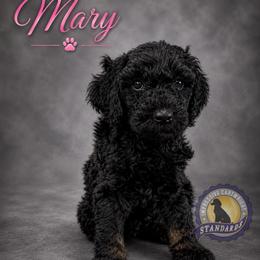 Cartwright's Mary of the Resurrection - Black female Poodle puppy in Albany, Kentucky from Impressive Cartwright Standards