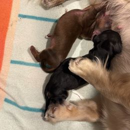 Nutmeg - Chocolate and tan female Dachshund puppy in Frederick, Colorado from Get low Mini Dachshunds