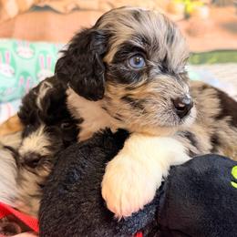 Thunder - Blue merle male Aussiedoodle puppy in Dickerson, Maryland from Pawsome Aussie Doodles and Oodles