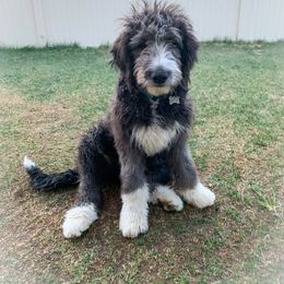 Bernedoodle Puppies from Lovable Bernedoodles