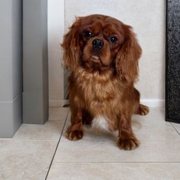 Wrigley - Cavalier King Charles Spaniel