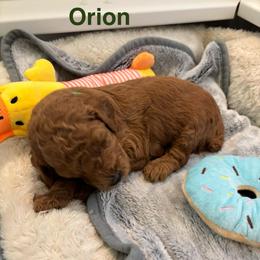 Orion - Red  male Poodle puppy in Union Grove, Alabama from Beltane Bonnies