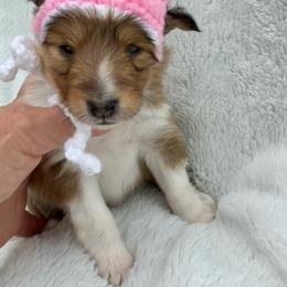 FLOWER - Sable & white female Toy Shetland Sheepdog puppy in Livonia, Michigan from M7’s Shelties, Toonies & AussieDoodles