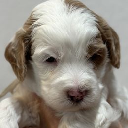 Clark - Parti male Goldendoodle puppy in Phoenix, Arizona from Kerri Beaufeaux