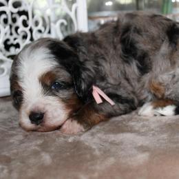 Diamond - Blue merle female Bernedoodle puppy in Eagle Mountain, Utah from Fur Real Puppies.