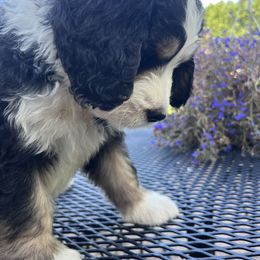 Bernedoodle Puppies from Busacker Babies